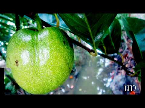 Tiếng gọi tình quê - Lưu Chí Vỹ