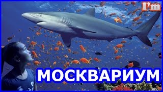 МОСКВАРИУМ. Красочный подводный мир. Акулы, стерляди, золотые рыбки, белуга и прочие.