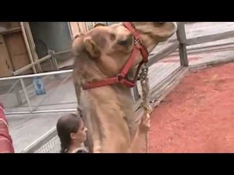 Our trip to the Cleveland Zoo 7/14/14  Camel Ride!!!