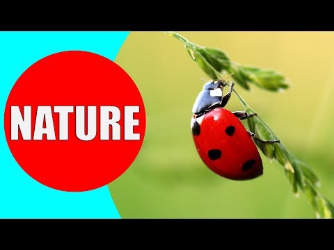 NATURE FOR KIDS - Learn Nature Vocabulary Words in English for Kindergarten, Children, Babies