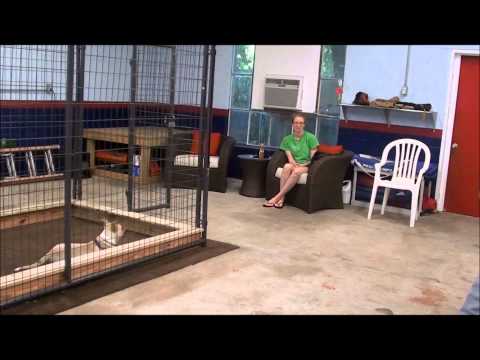 The BullPen Dog Training Center video.
