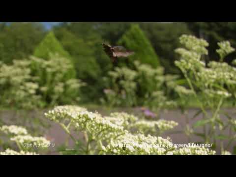 ハナムグリ4種の飛翔　66倍スローモーション