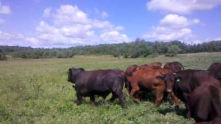 preview picture of video 'Tank on the pasture with the girls.'
