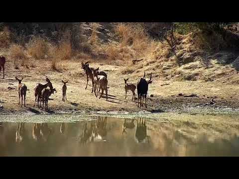 Djuma: Nyala group drinks at the dam - 09:40 - 07/31/21