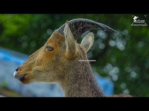 Mysore Zoo | Animals | Snakes | Birds | Nature Love | Amazing Place | AGJ SelvaKumar