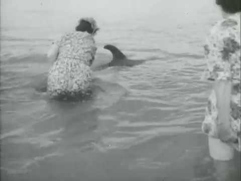 NZ On Screen: Pictorial Parade No. 47- Opo The Dolphin