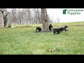 Labrador Retriever dogs for sale: Morris - Video 1