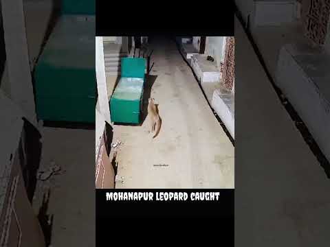 Mohanapur leopard caught #trending #viral #gorakhpur #foryoupage #explore #forest