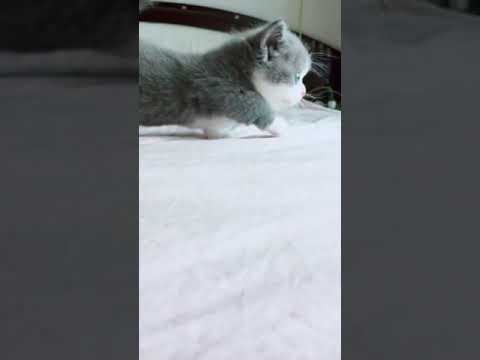 Gatitos De pica pica chu