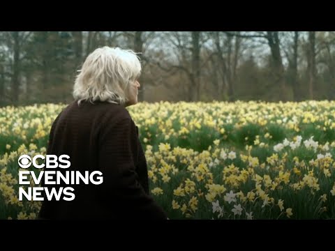 Husband's love for his wife lives on in field of 40,000 daffodils