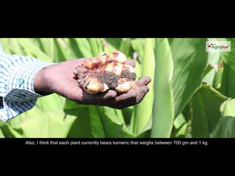 020 - Maharashtra Turmeric Gold Treatment - Shri. Dattarao Kale Video