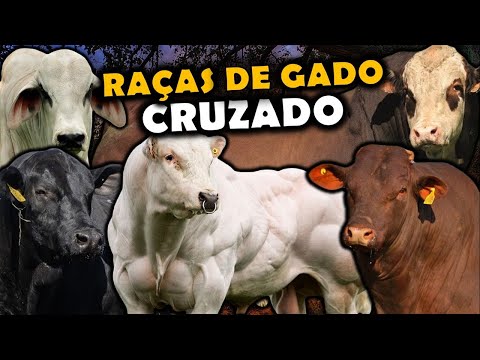 AS 9 RAÇAS DE GADO QUE SURGIRAM DE CRUZAMENTOS