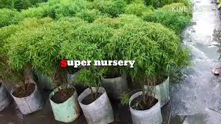 preview picture of video 'Super nursery lucknow all india supplier'
