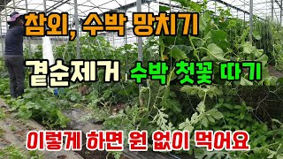 참외 수박 오이망치기 오이망재배 참외수박곁순제거방법 수박첫꽃 제거 참외원없이 키워 먹는 방법