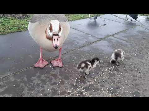 Egyptian geese and only a few goslings come to see me in Regent's park London