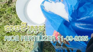 បាចជីស្រូវ​ Rice Fertilizer 11-09-2025