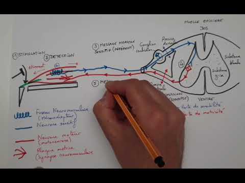 [eSVT] The myotatic reflex