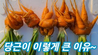 당근을 이렇게 심으면 이렇게 됩니다~주말농장 텃밭