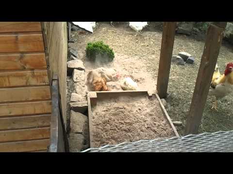 Hühner wühlen im Sand :)