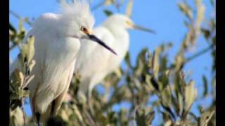 preview picture of video 'Birds of the Kino Estero'