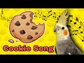 Cookie Song | จิงเจอร์ปุ๊ดๆ | Cookie Cookie | Cockatiel Training Sound | Cockatiel Training So