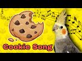 Cookie Song จิงเจอร์ปุ๊ดๆ Cookie Cookie Cockatiel Training Sound Cockatiel