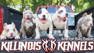 AMERICAN BULLY PUPPIES FOR SALE FROM THE WORLD FAMOUS KILLINOIS KENNELS
