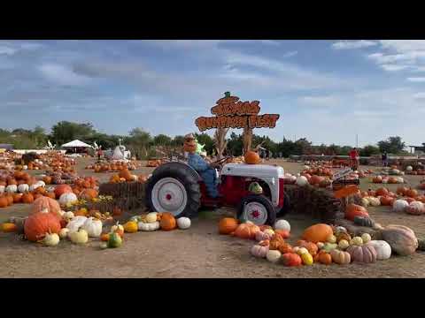 Texas Pumpkin Fest... Pumpkins!