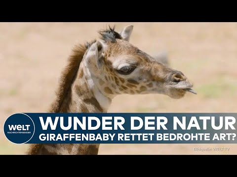 SAN DIEGO: Giraffenbaby geboren! – Zoo feiert Hoffnung für bedrohte Massai-Art!