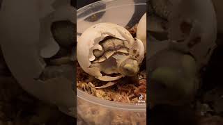 African Spurred Tortoise Reptiles Videos