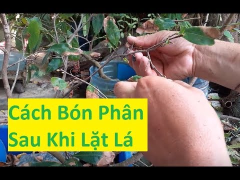 Cách Bón Phân Cho Mai Vàng Sau Khi Lặt Lá | Tính Bonsai
