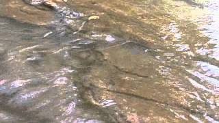 Oliver Loveday Listen to these waters