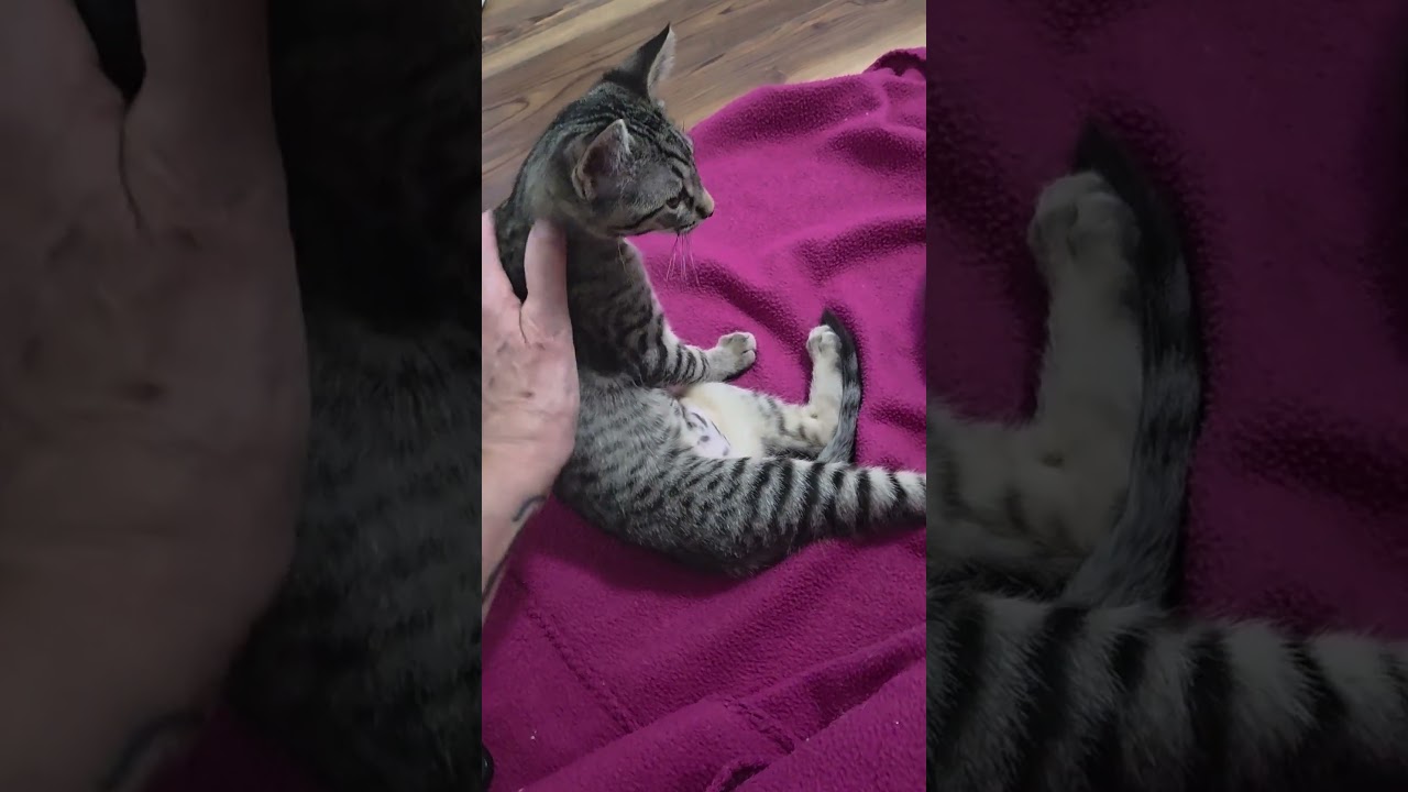 DELANEY & BLACK DAHLIA, a ADOPTABLE Domestic Short Hair in Campbellsport, WI video 2/2