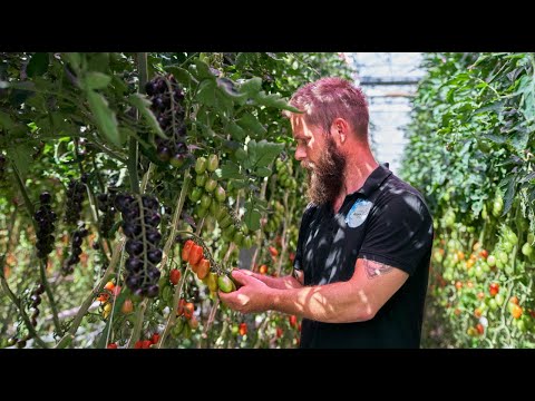 Hanasand grows tomatoes all year round with LED-lighting