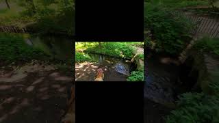 【ドイツの宮殿】静かな庭園の散歩道。ヨーロッパの美しい自然と、愛犬との穏やかな時間。#shorts