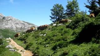 preview picture of video 'Cows and their cowbells near Sotres, Spain'