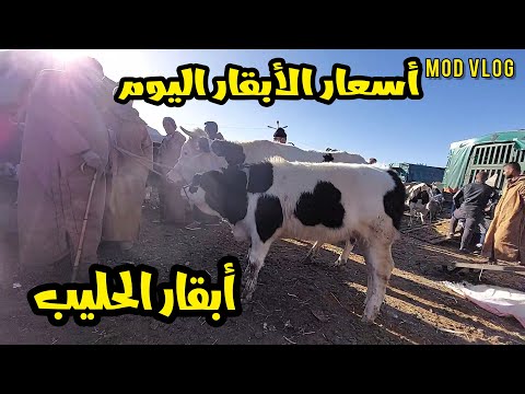 , title : 'أسعار الأبقار في سوق خميس مليانة للمواشي 10 جانفي 2023'