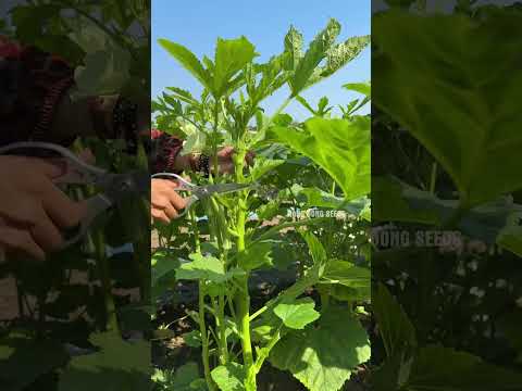 Pruning okra stems helps prolong the harvest #farming