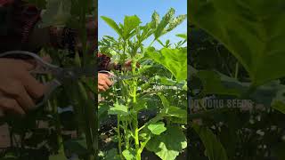 Download lagu Pruning okra stems helps prolong the harvest #farming mp3