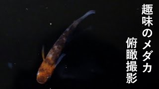 メダカの餌やり動画　#5 (3色メダカ)