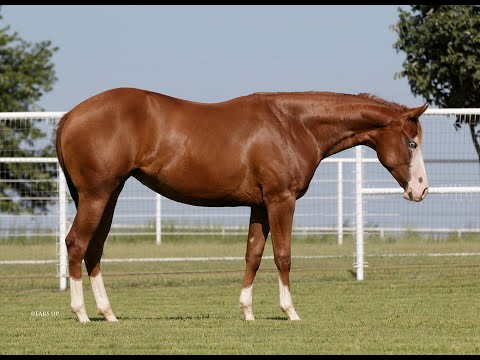 SS Never Say Never- 2020 sorrel mare