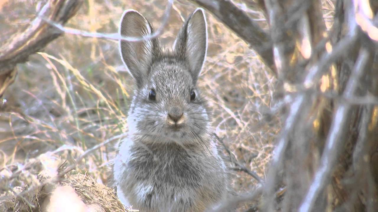 Western Watersheds Project Overview