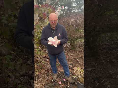 Magnolia campbellae excellent unnamed seedling @ Yamina