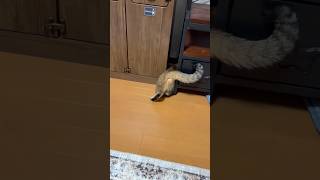 スキマが気になって仕方ない猫 #shorts