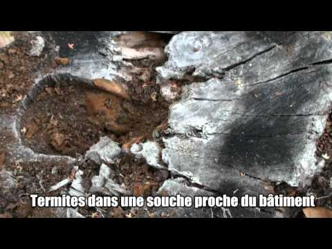comment traiter contre les termites