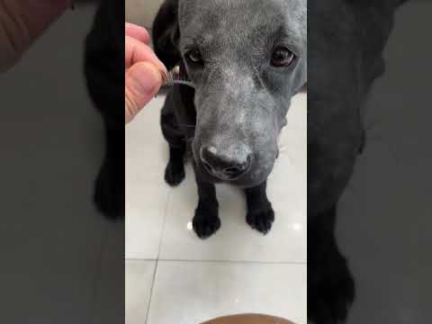 Dog’s Makeup Transformation 🐶✨