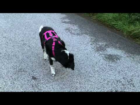 download lagu mp3 mp4 Hundegeschirr Nach Mass, download lagu Hundegeschirr Nach Mass gratis, unduh video klip Hundegeschirr Nach Mass