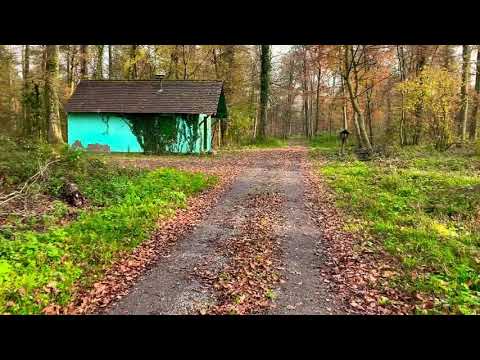 Herbst 24/11/2019 @Hambrücken