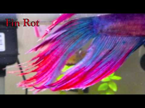 How To Pick A Betta Fish