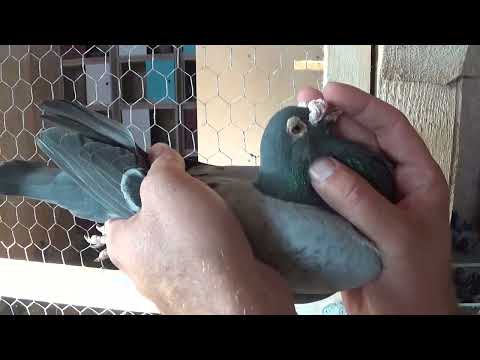 Columbofil Ungureanu Cezar Suceava Romania prezentare porumbel RO 564665 2009 M